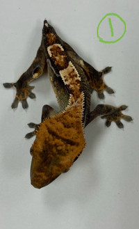 Baby Crested Geckos For Sale 
