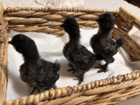 2 Week Old Silkie Chicks 