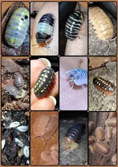 Isopods bioactive/pets, View more
