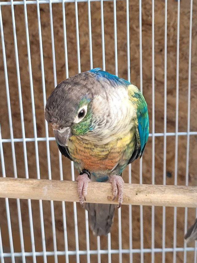 mutation Green cheek Conures  in Birds for Rehoming in Barrie - Image 3