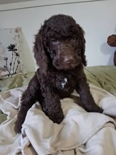 $ 800 Born January 13th 1st shots Wormed Registration papers One Chocolate male--2 Chocolate females...