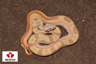 Hypo Motley 66% het Sterling, View more