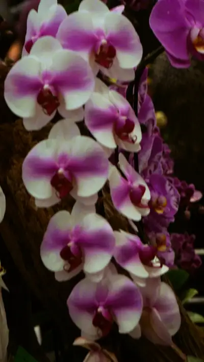 Agincourt Garden Club and All About Orchids w Terry Kennedy, View more