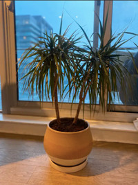 Moving Sale - Large green plant + vase (80cm)