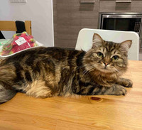 1 year old hypoallergenic neutered fully-vaccinated Siberian cat