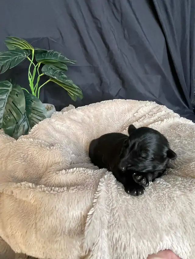 KING SHEPHERD CROSS PUPPIES - Livestock Guardians / Protectors in Dogs & Puppies for Rehoming in Saskatoon - Image 3