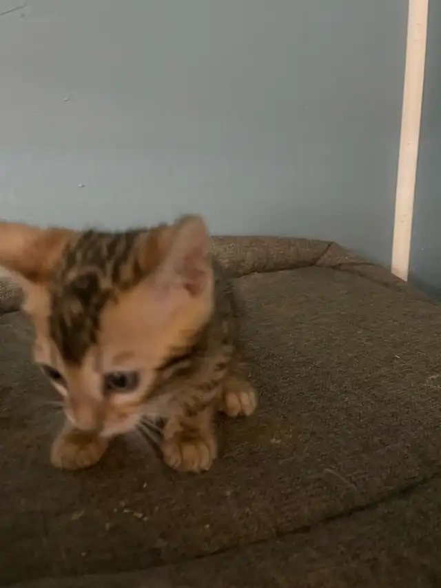 Bengal purebred  in Cats & Kittens for Rehoming in Laval / North Shore - Image 9