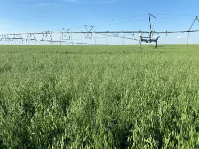 CDC Haymaker Forage Oat Seed - Certified CDC Haymaker forage oats have forage or green feed yield ad...