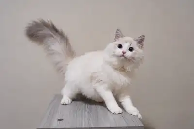 Purebred Ragdoll Kittens Looking For New Home, View more
