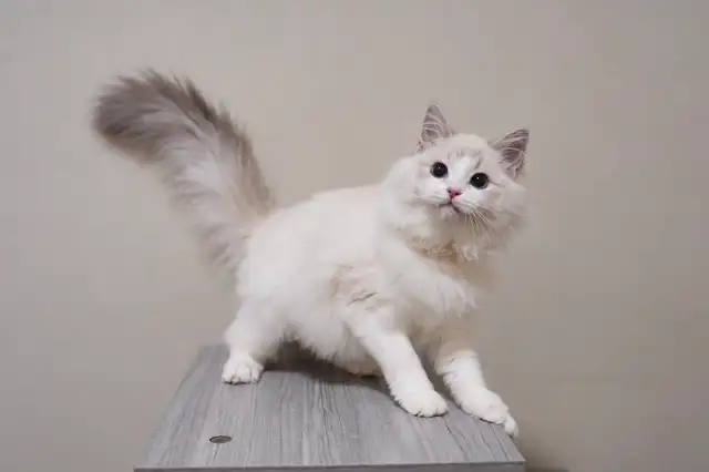 Purebred Ragdoll Kittens Looking For New Home in Cats & Kittens for Rehoming in City of Toronto - Image 2