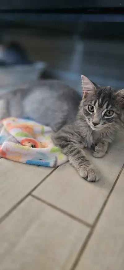 Extremely friendly  kitten looking for forever home, View more