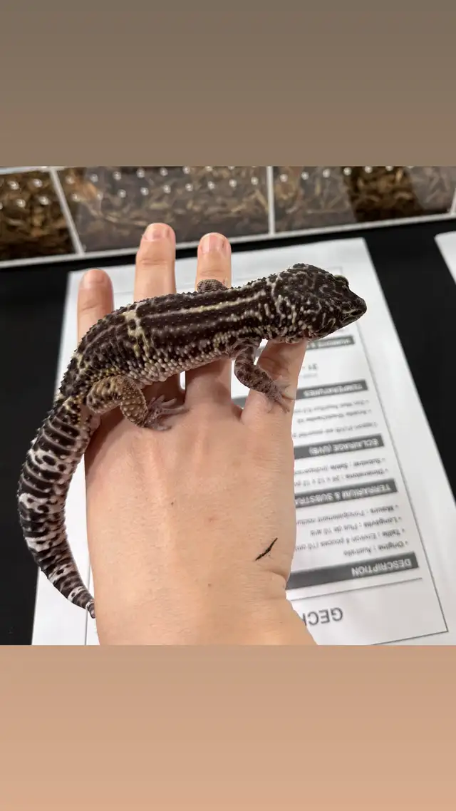 gecko léopard black night Mack Snow mâle in Reptiles & Amphibians for Rehoming in Laurentides - Image 8