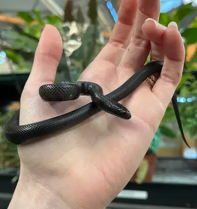 Kingsnake with bio active terrarium , View more