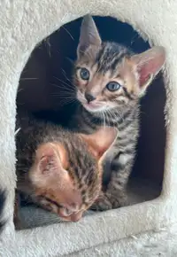 Purebred Quality Bengal Kittens Available