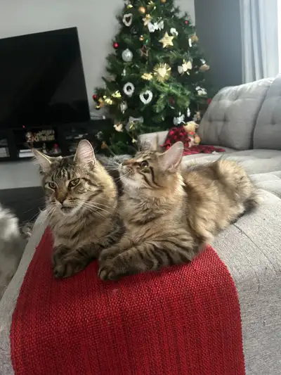 Maine coon female for sale, View more
