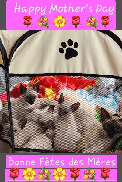 ☘️Magnifiques Chatons Siamois☘️Beautiful Siamese Bb Kittens☘️, View more