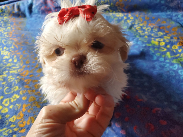 Shih tzu puppies ckc registered in Dogs & Puppies for Rehoming in Winnipeg