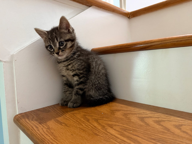 Deux femelles  cherchent une famille aimante ! dans Chats et chatons à adopter  à Longueuil/Rive Sud - Image 2