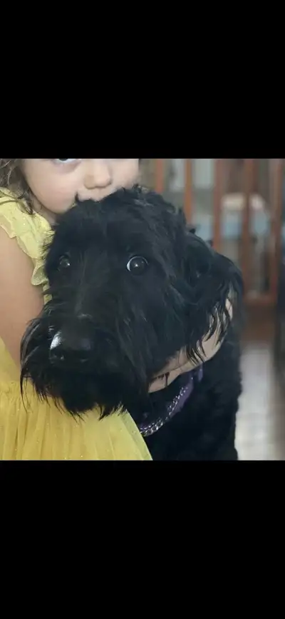 Retirement home female F1 goldendoodle, forever loving home a must!! Amazing with kids, house traine...