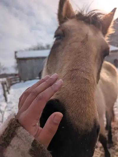 Sweet Mare for Part-Board in Bradford Area, View more