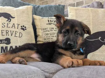 Chiots Berger Allemand Enregistré Club Canin Canadien, View more