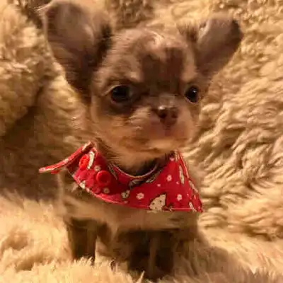 chihuahua mâle, View more