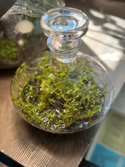 2 years old bottle terrarium , View more