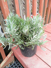 Lavender Plant for Sale