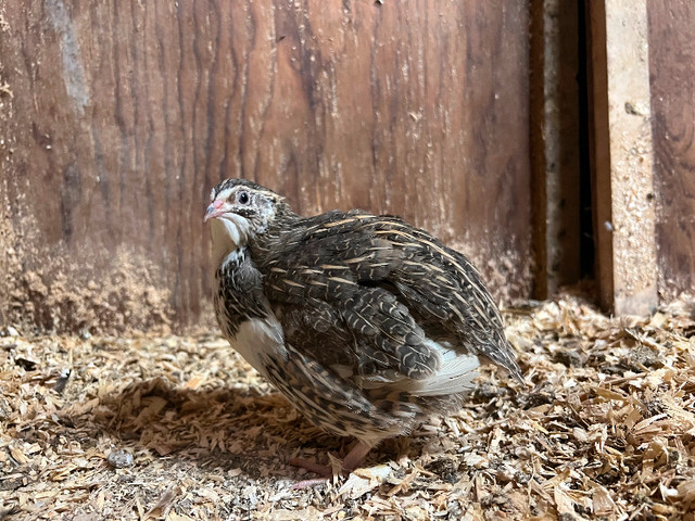 Day old quails for sale in Livestock in Oakville / Halton Region