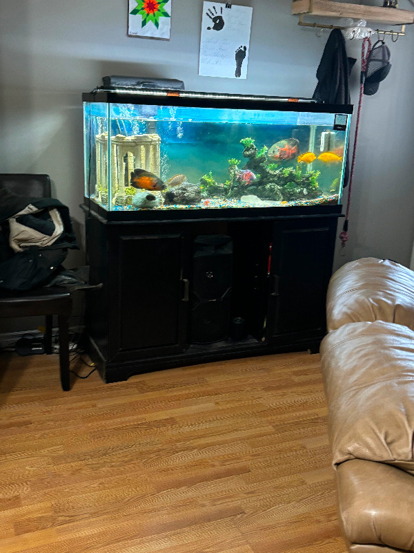 75 gallon fish tank in Accessories in Regina