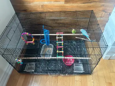 2 pet budgies for sale , View more