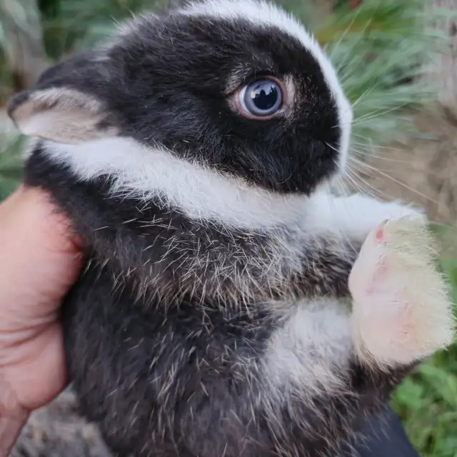 EXTRAORDINARY NETHERLAND DWARF BABY BUNNY RABBITS in Small Animals for Rehoming in London - Image 6