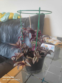 Indoor/outdoor plant 