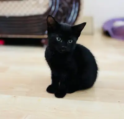 Cute Kittens-Vaccinated , View more