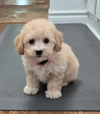 Handsome male  bichon cross..., View more