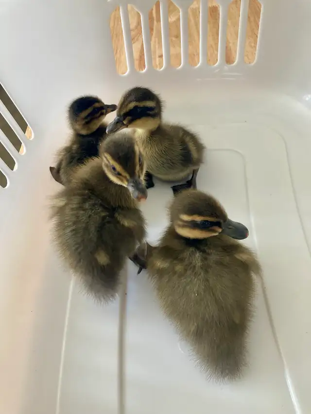 2 ducklings in Livestock in Lethbridge - Image 11