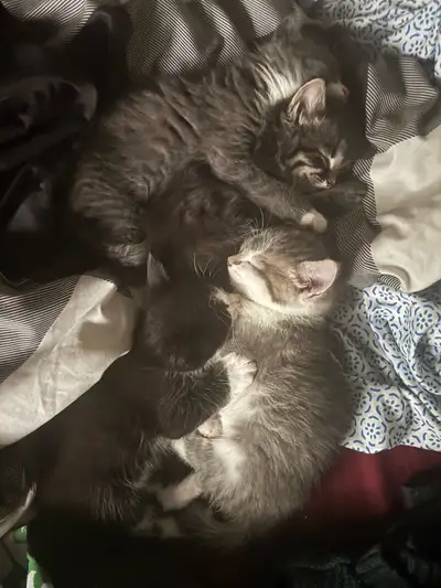 Kittens looking for good cuddly safe homes., View more