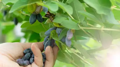 Mature Hascap plants,already producing fruits early summerAbout, View more