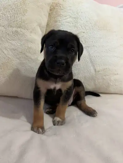 Beautiful American bulldog female puppy looking for home, View more