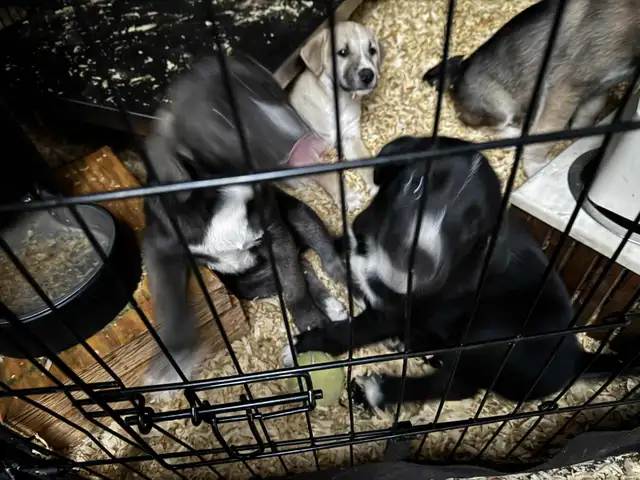 Chio a vendre husky croisé Braque almand Labrador in Dogs & Puppies for Rehoming in Lanaudière - Image 15