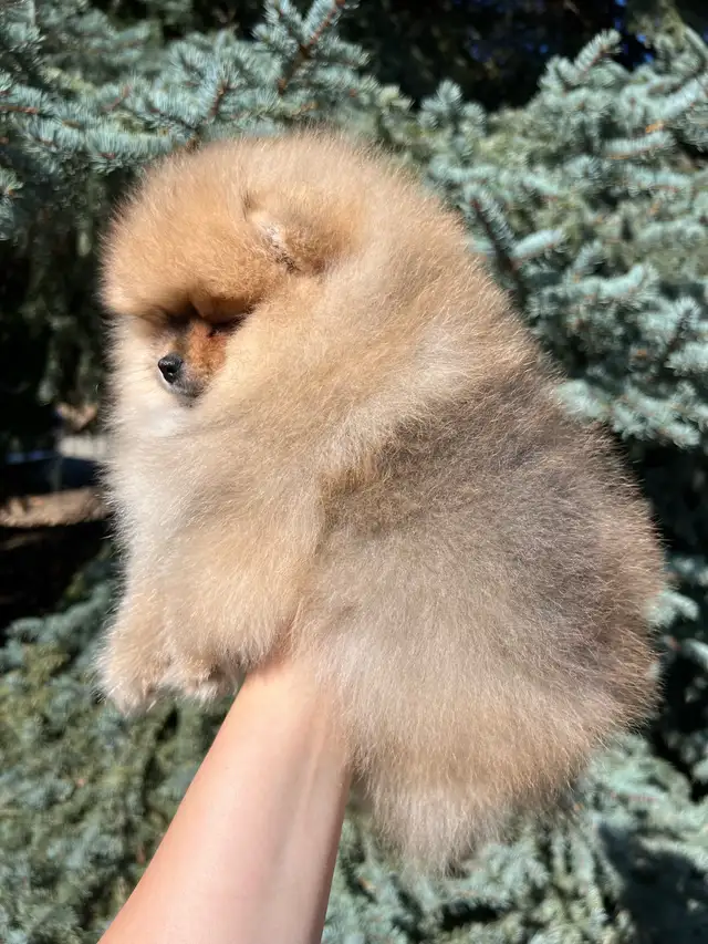 Tiny Teddy Bear Pomeranian Boy in Dogs & Puppies for Rehoming in Vernon - Image 5