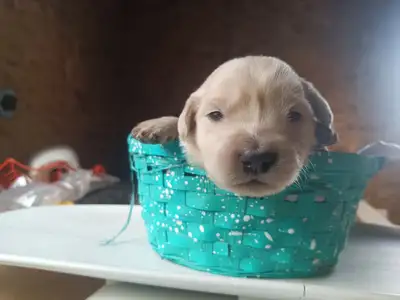 English Cream Golden Retrievers CKC Registered Purebred Puppies, View more