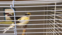 Canary, fench, and a cage 