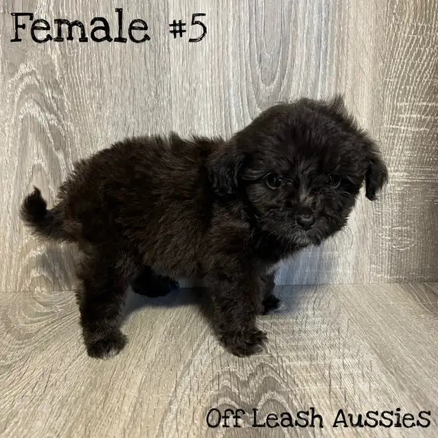FINAL PRICE DROP! Mini Aussiedoodles - Ready to go ❤️ in Dogs & Puppies for Rehoming in Brantford - Image 3