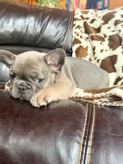 Bouledogue français éleveurs 17 ans , View more
