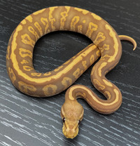 Ball Pythons as low as $50