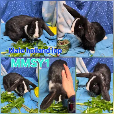 Pure holland lop bunnies, View more