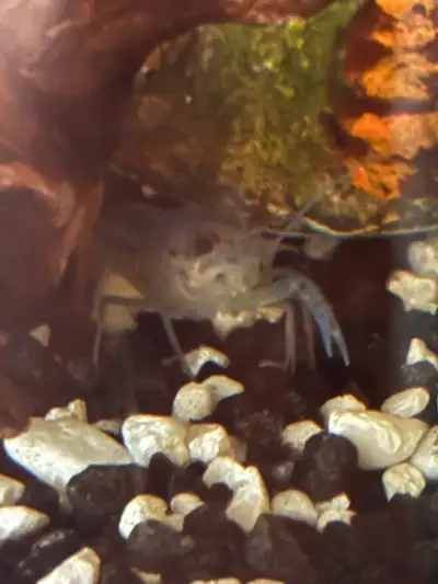 electric blue crayfish, View more