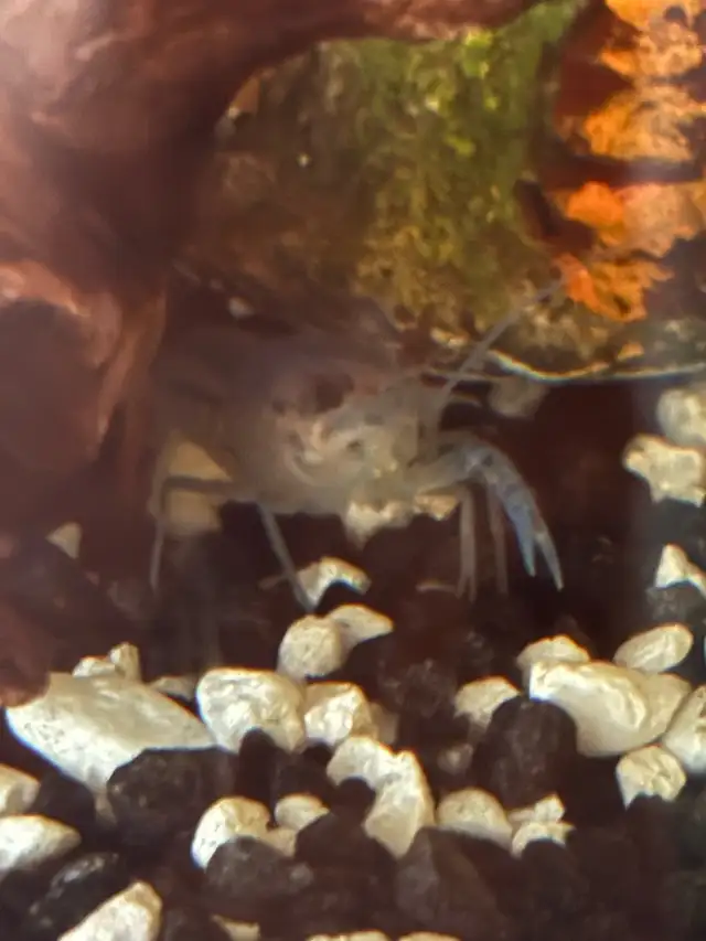 electric blue crayfish in Fish for Rehoming in Brantford - Image 2