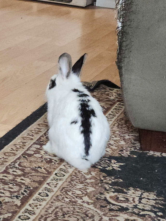 Rabbits to re-home in Small Animals for Rehoming in Saskatoon - Image 4